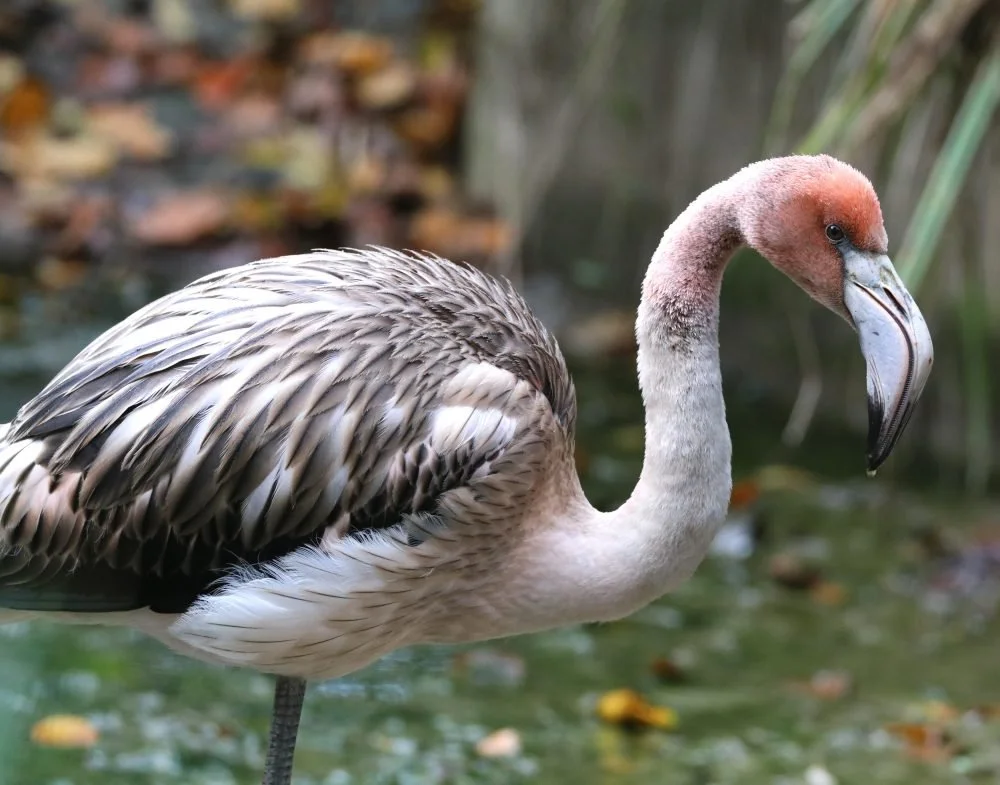 Frankie the Flamingo Flees England for New Life in France