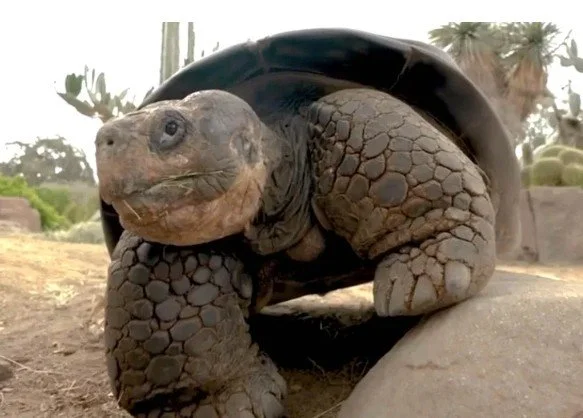 Gramma the Tortoise Dies After 140 Years on Earth