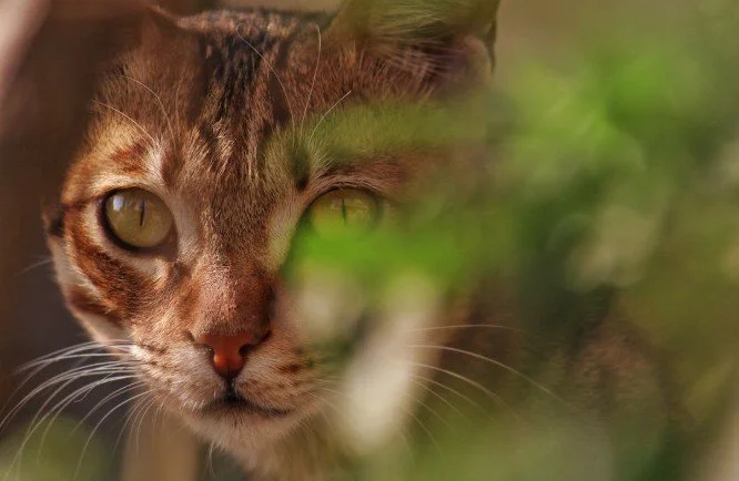 Cats Enslaved Humans Later Than Thought