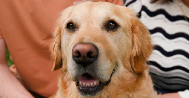 Golden RetrieverGets a Medal