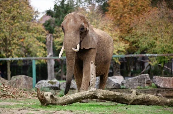 After 40 Plus Years, a Homeless Elephant Finds Sanctuary