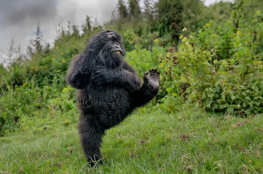 Photographers Find Comedy Gold in the Wild