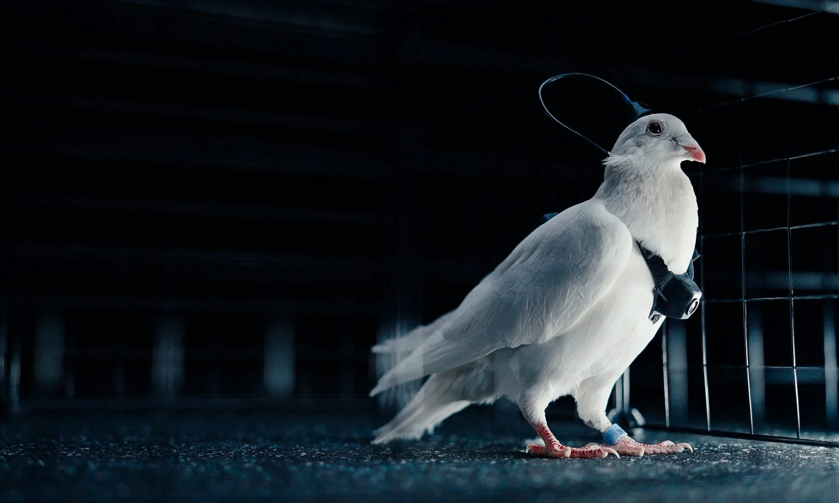 From Russia With Dove: Pigeons Get Brain Implants