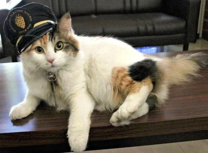 Hundreds Turn Out for Cat’s Funeral in Japan