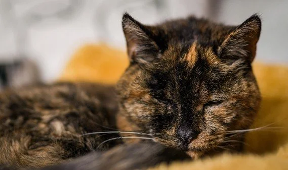 World’s Oldest Cat Celebrates 30th Birthday