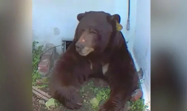 Ursine Fatso Takes Over&nbsp; California Home