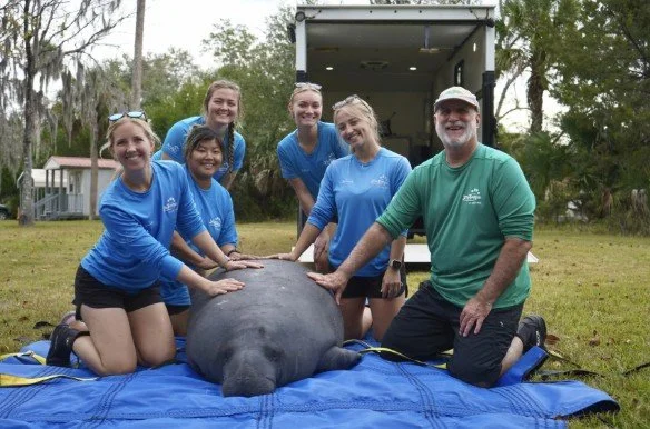 Florida Zoo Hospital Rehabs Record Number of Manatees