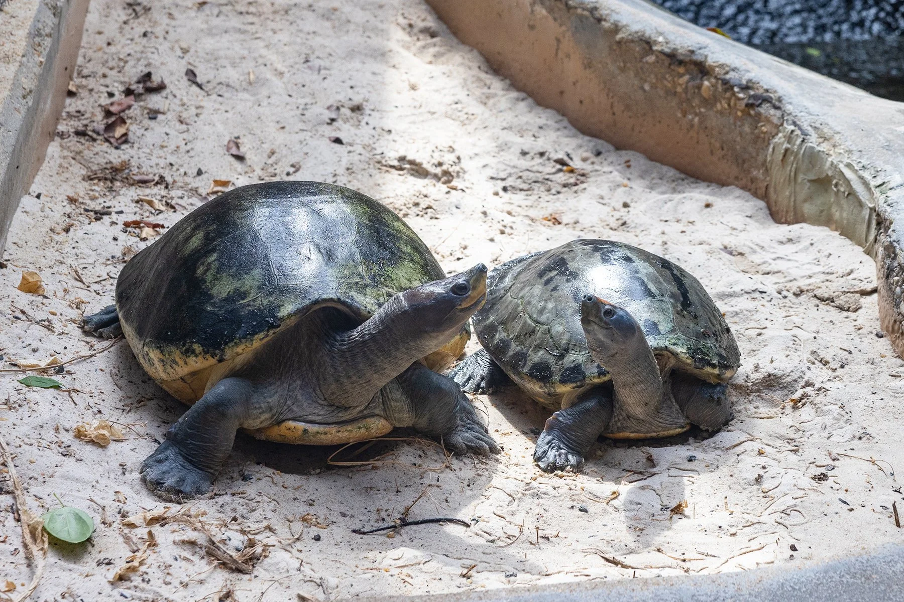 Precious Baby Terrapin Given Tender Care at National Zoo&nbsp;