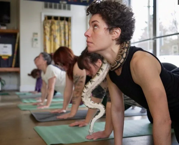 How to Do Yoga with Snakes and Lizards (and Why)