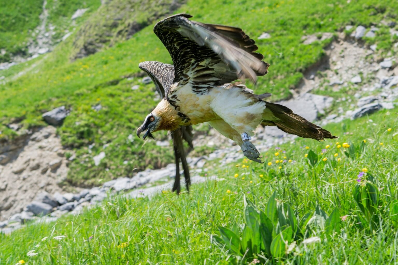 Roadside Rescue for World’s Oldest Bearded Vulture 