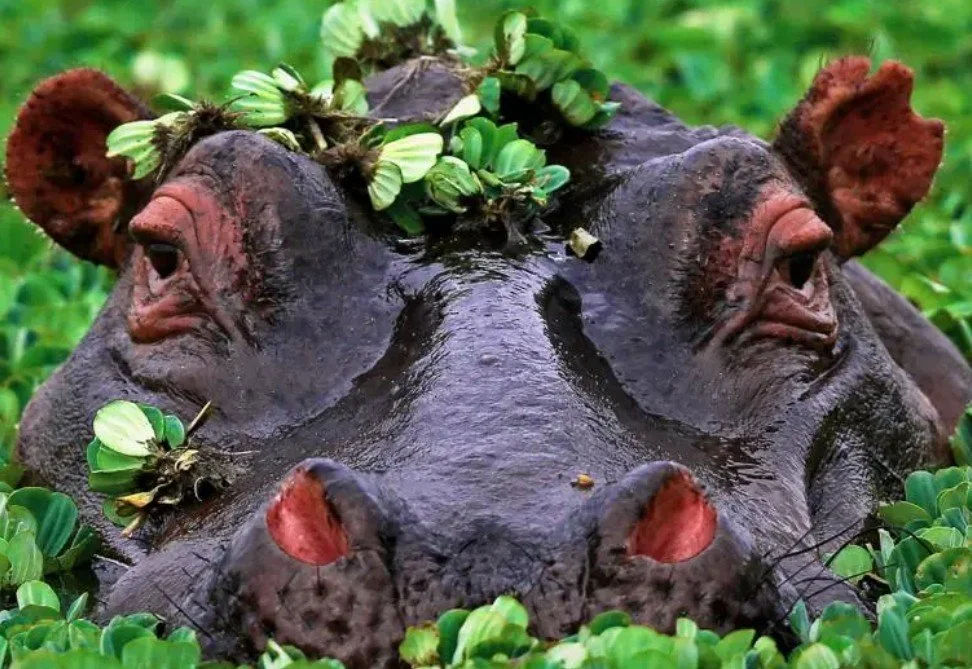 Should the Cocaine Hippos Be Left Alone After All?