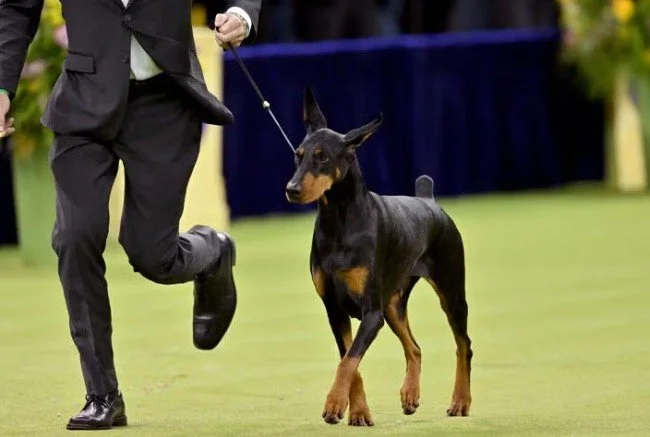 Penny the Doberman Crowned at Westminster Dog Show