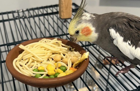 World’s Oldest Cockatiel Celebrates Another Birthday