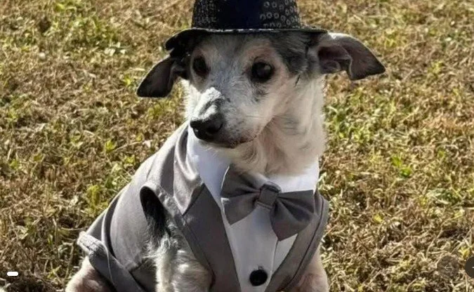 Rat Terrier Henry Takes Viagra, Raises Cash for Other Seniors