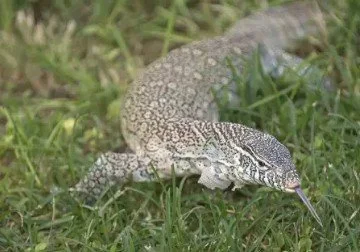 Five-foot Lizards Invade Florida, Threaten Wildlife