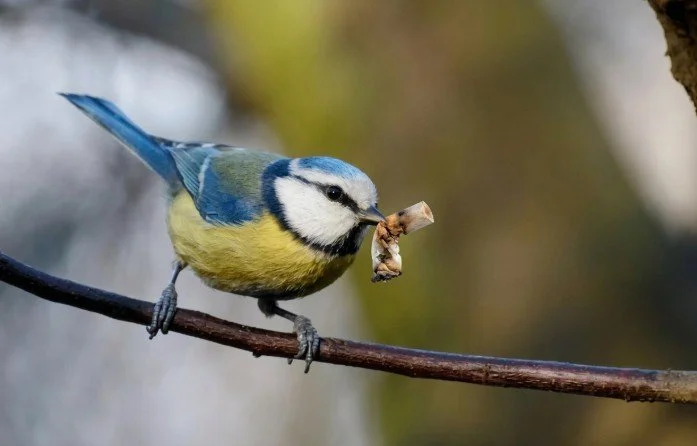 Birds Have Figured Out That Cigarettes Are Good for Them