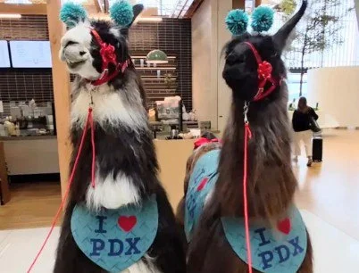 Costumed Llamas Ease Airport Stress in Portland&nbsp;