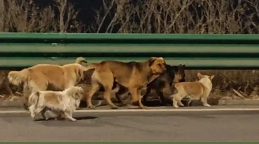 Pack of Kidnapped Dogs Escapes the Butcher in China