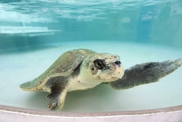 Biologists Track Three-Legged Sea Turtle from Space