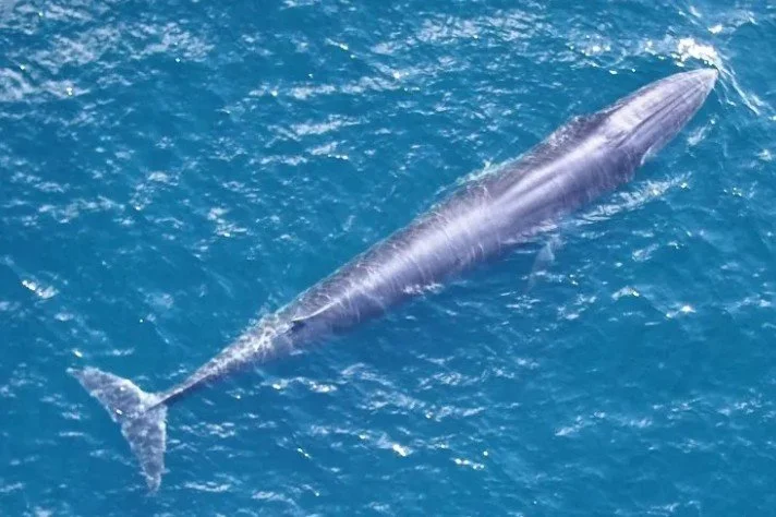 Endangered Species Protections Lifted in Gulf for Big Oil