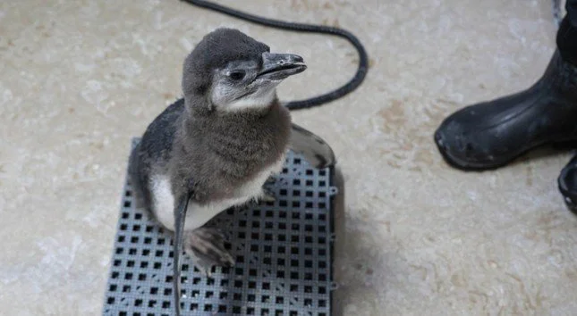 Rare African Penguin Chick Joins Family at NY Aquarium