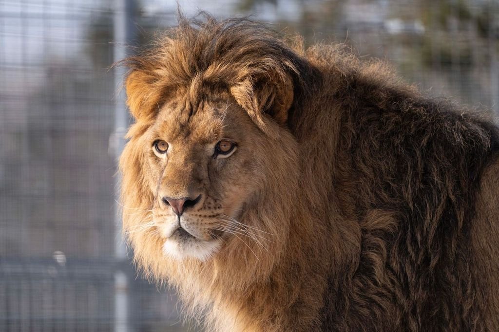 Long Lost Lion, Returned to Parents (in Minnesota)