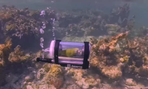 Man Makes Submarine for Pet Parrot