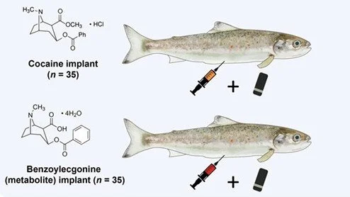 Coked-Up Salmon Behave Badly Swimming Through Polluted Waters&nbsp;