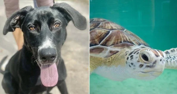 Magpie the Rescue Dog Protects Turtles by the Thousands&nbsp;