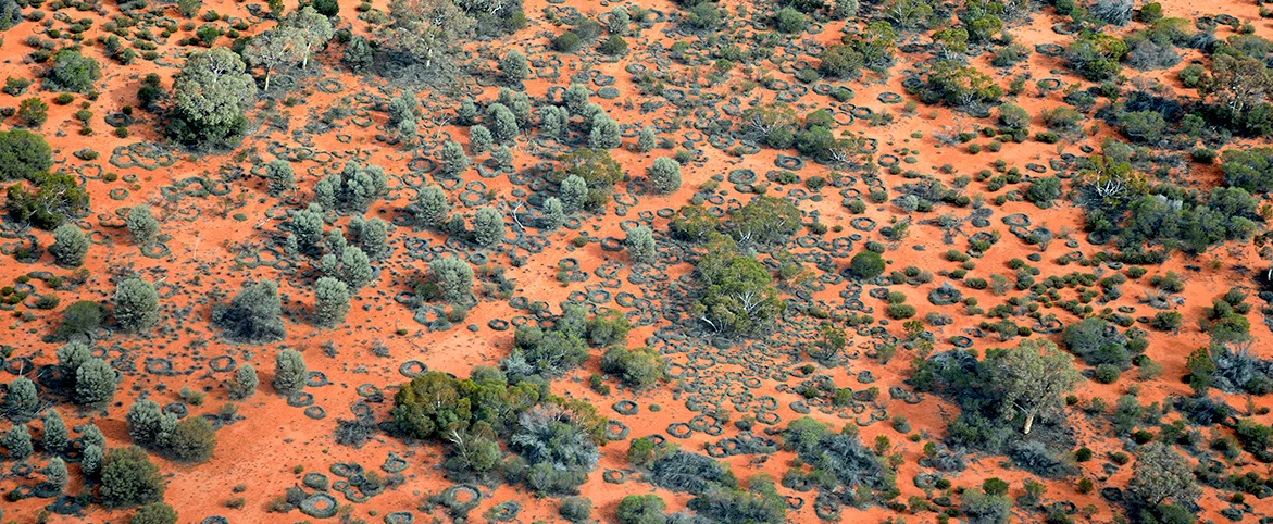 Territoires-aborigenes-spinifex1-cadre.jpg