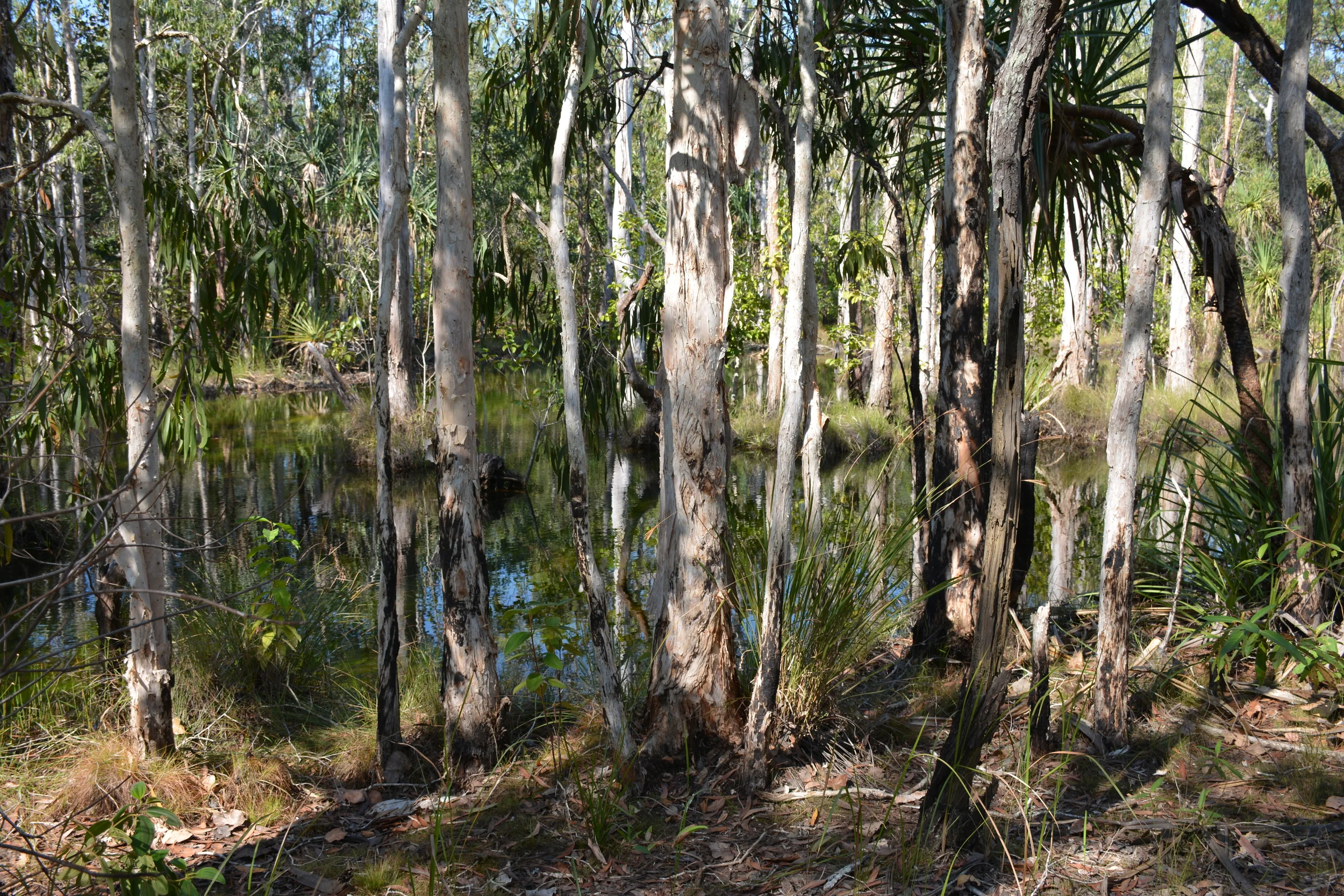 Trou d'eau dans les Iles Tiwi
