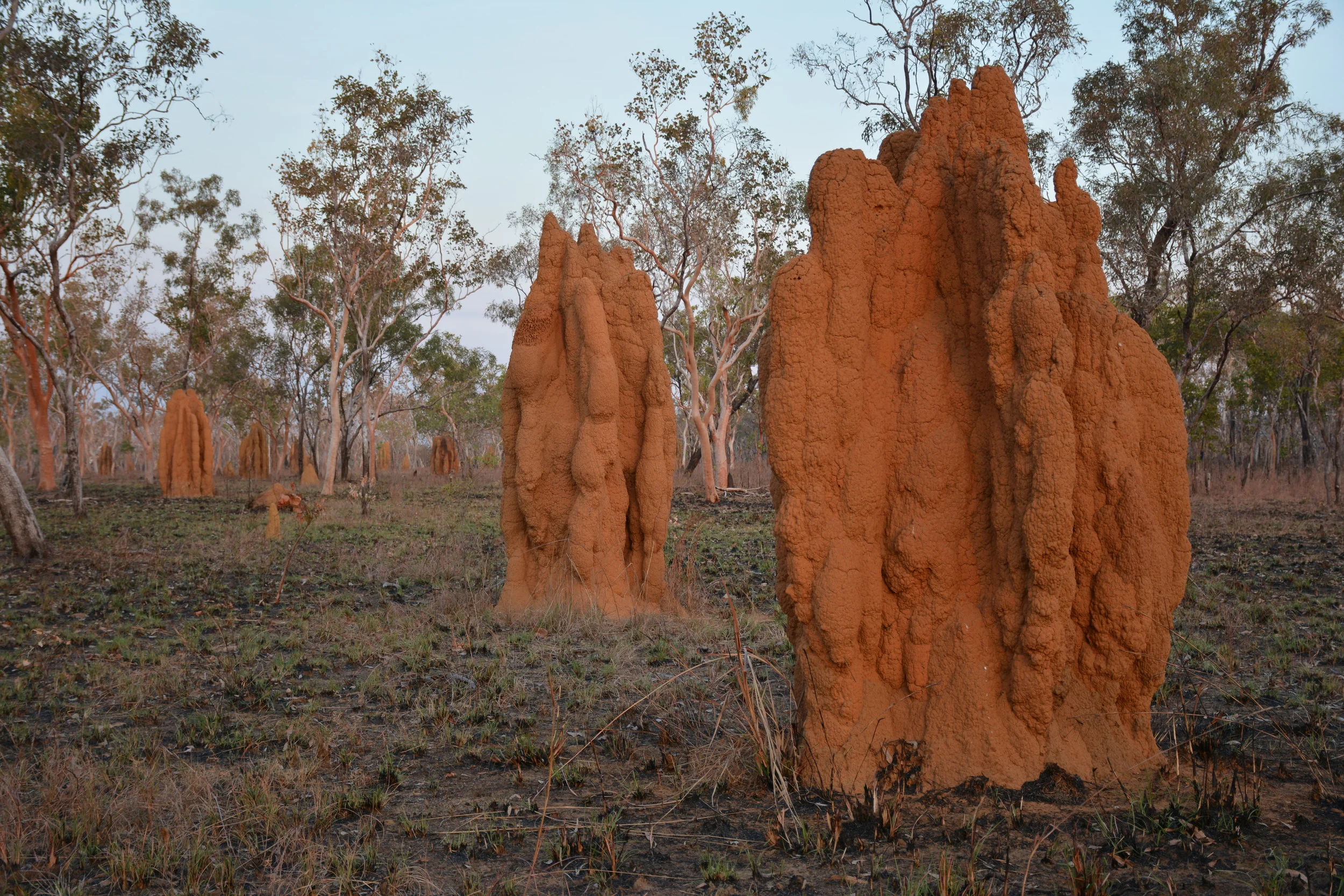 Termitières géantes dans les territoires du Nord