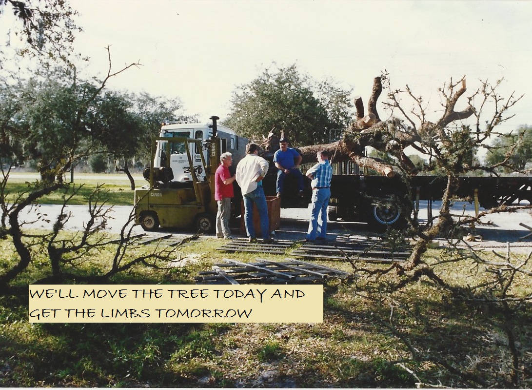 MOVING THE TREE..jpg
