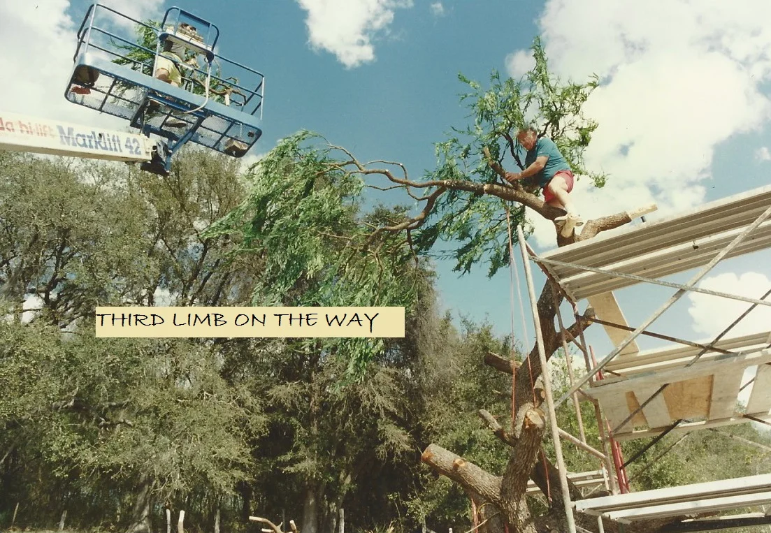 THIRD LIMB ON THE WAY.jpg