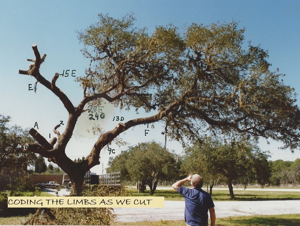 coding the limbs
