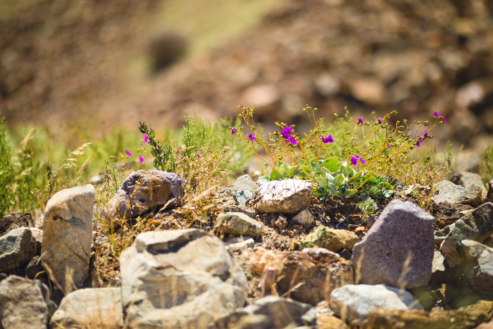 First evidence of blooming desert :)