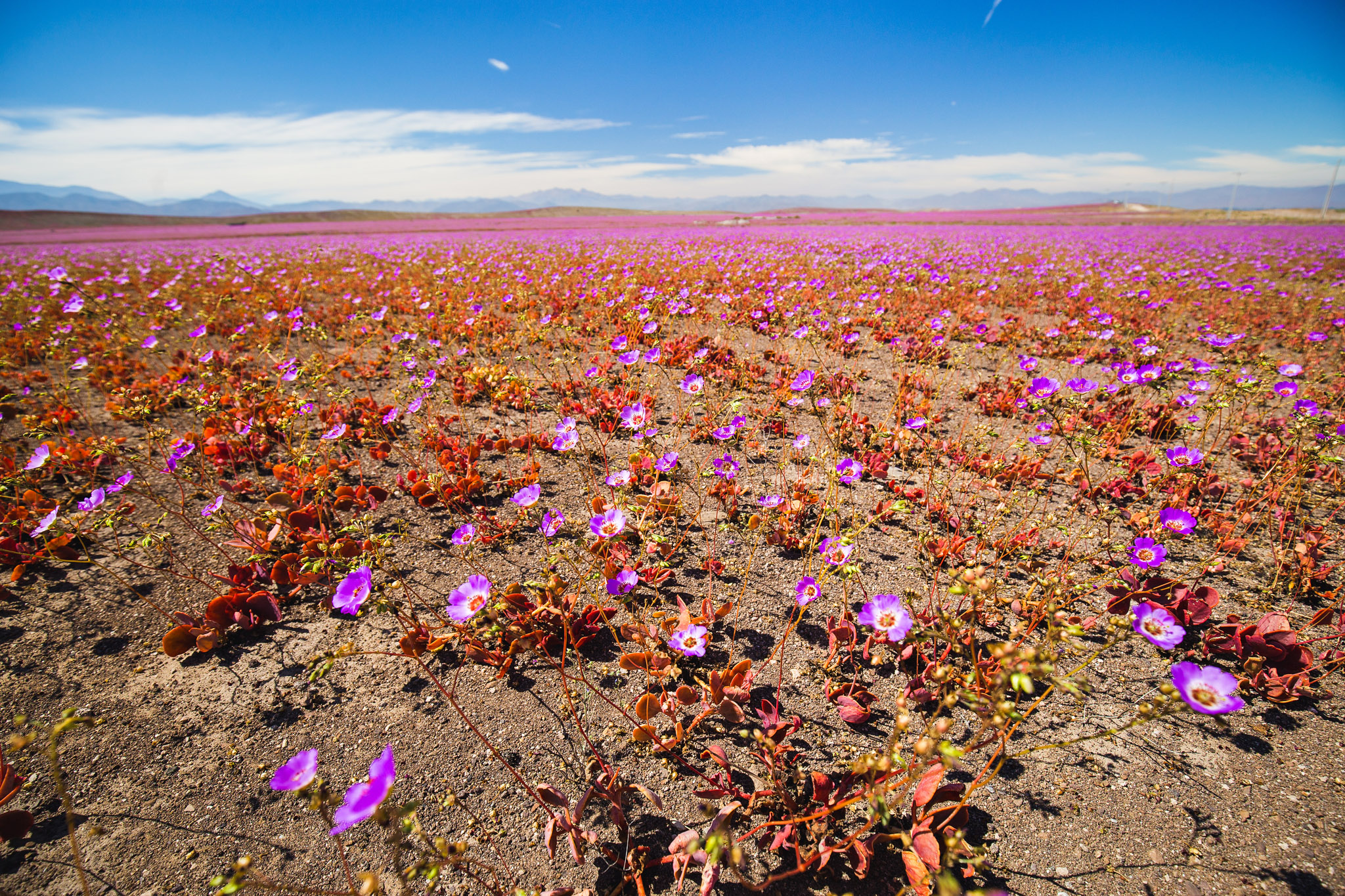 How it looks from close by. You are literally in a field full of flowers :)