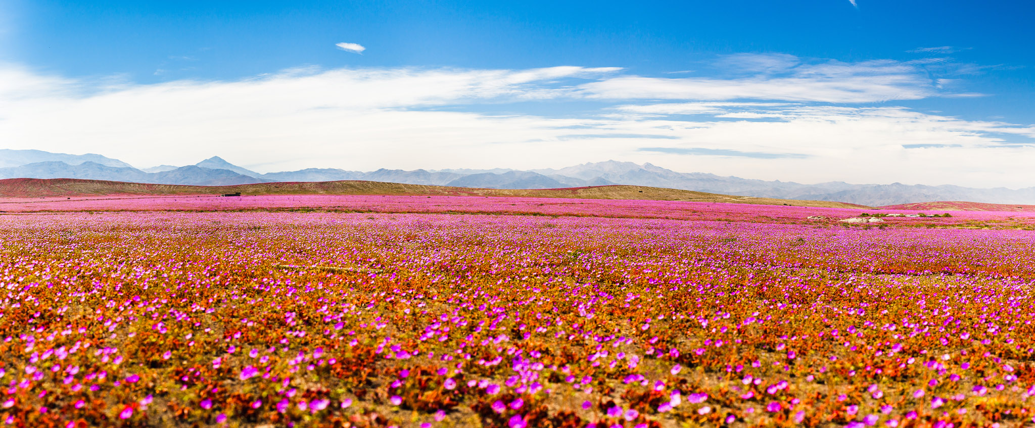 For miles and miles, just flowers, it was heavenly