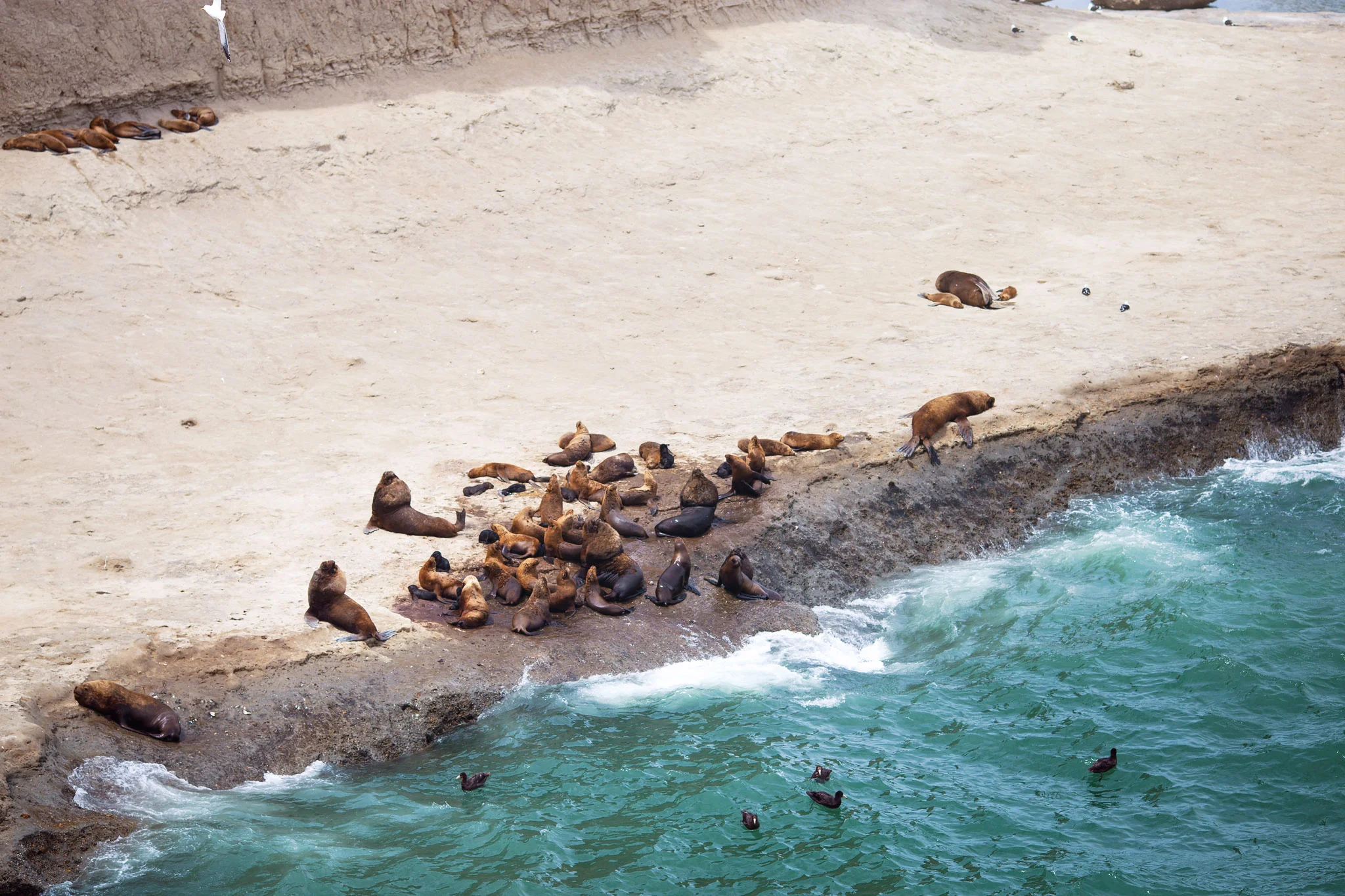 wedding-travellers-argentina-peninsula-valdes-sea-lion-shore-cliff