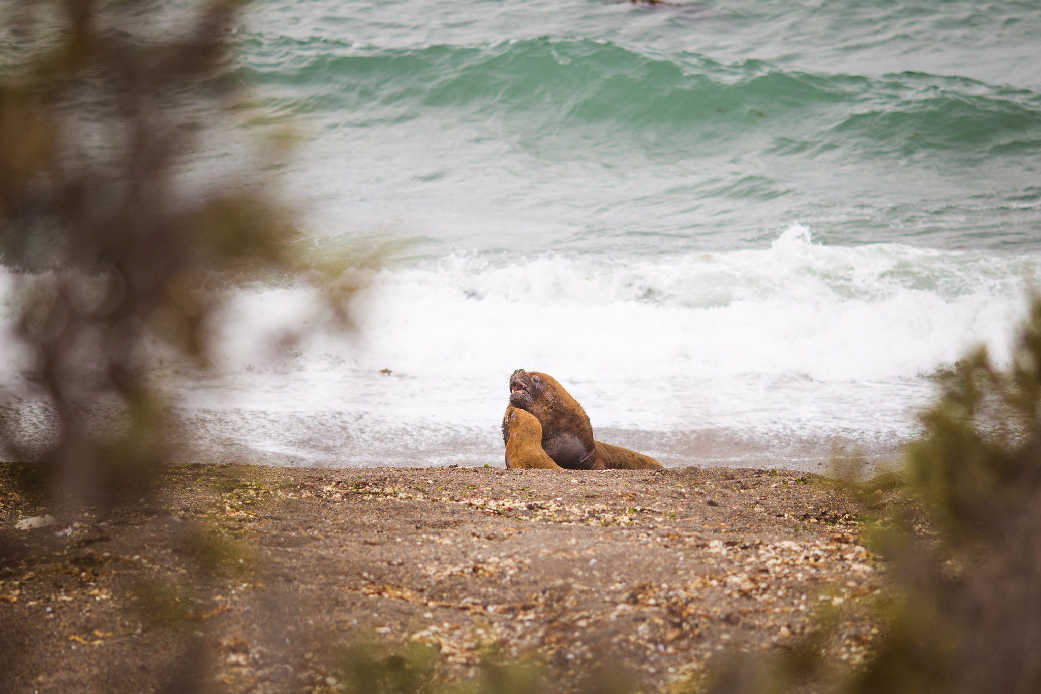 wedding-travellers-argentina-peninsula-valdes-sea-lion-couple
