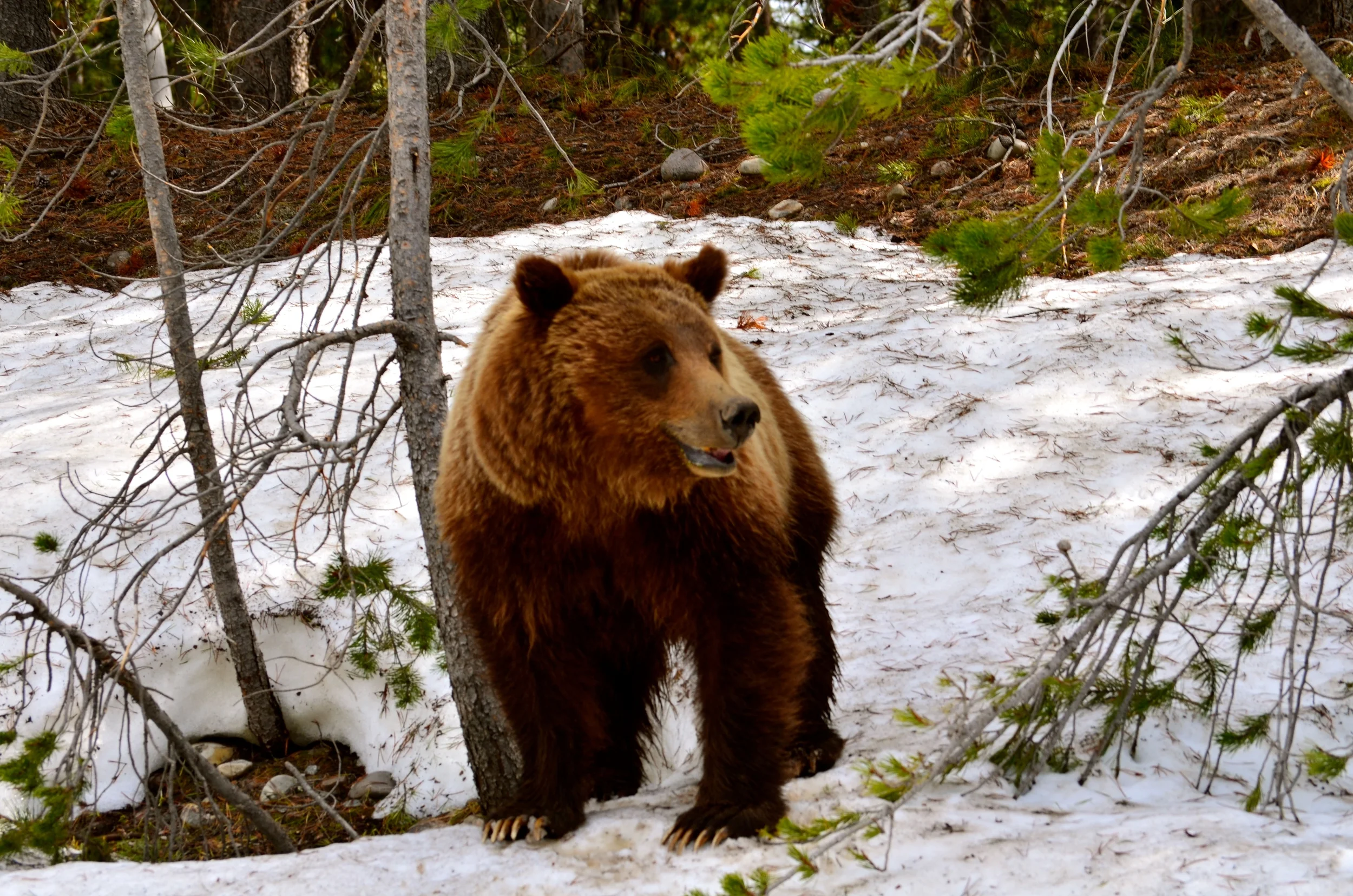 DSC_0509.JPG