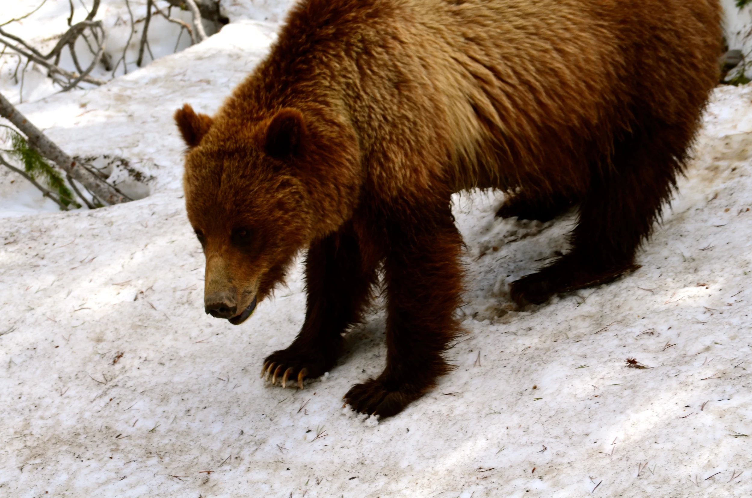 DSC_0512.JPG