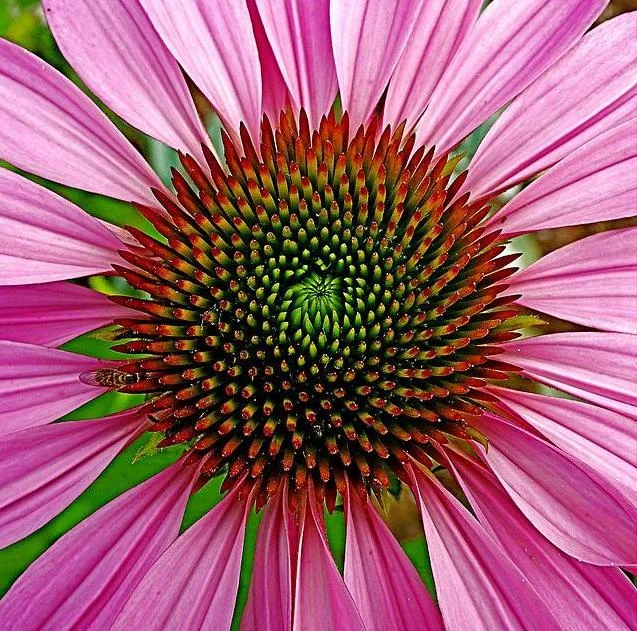 4_pink-daisy.jpg