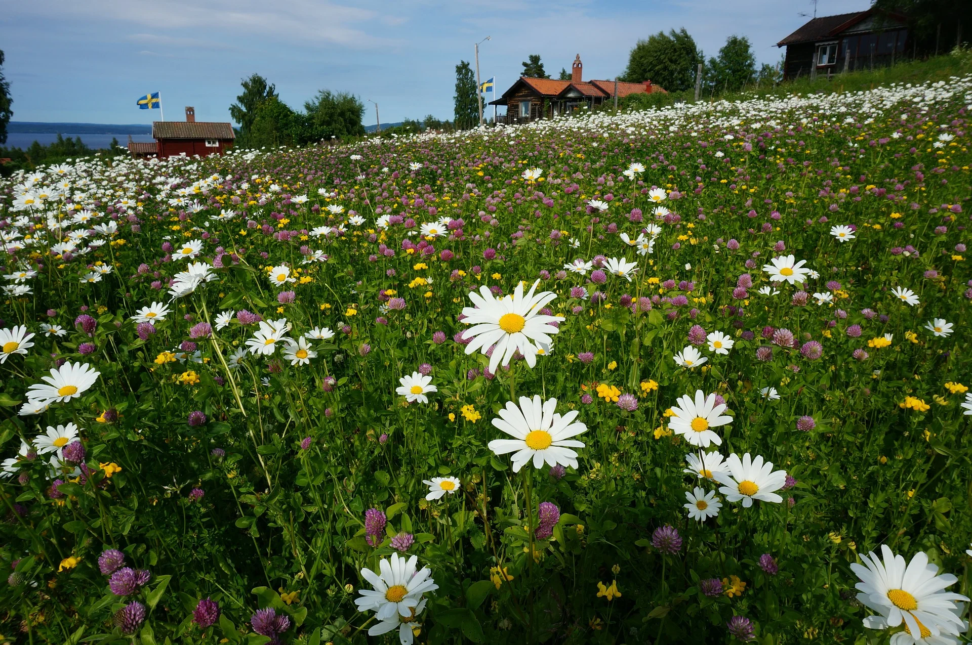 Vad ser du för ditt inre öga när någon berättar om en sommaräng?