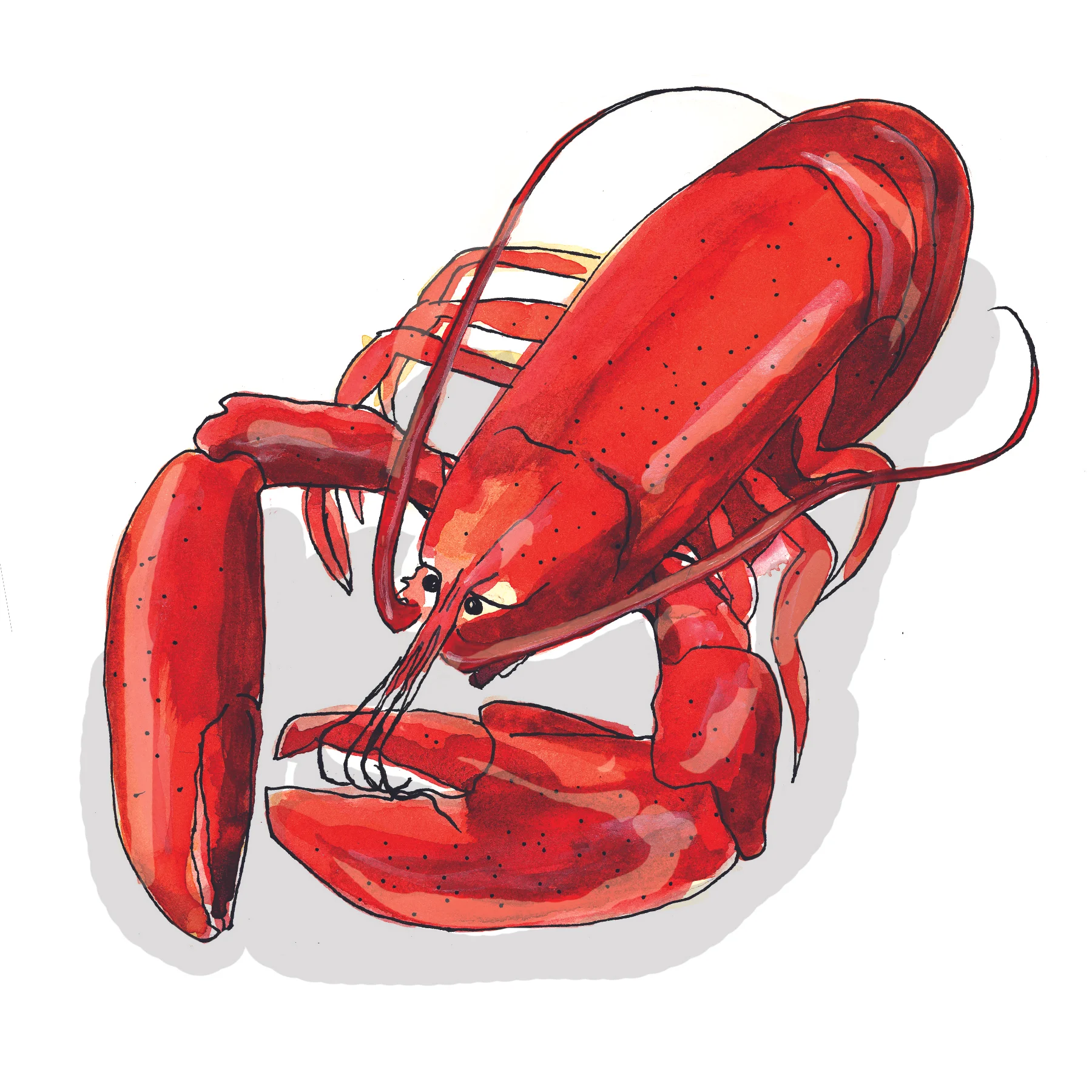 Lobster.jpg