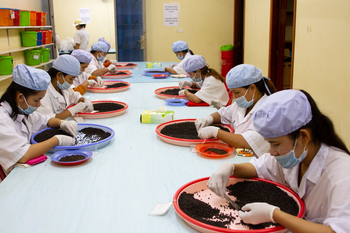 nedrow_seasia_website_031.jpg