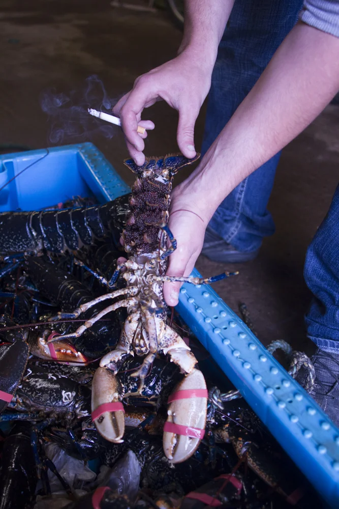 George Cochrane shows off a female lobster while taking a smoke break at North Berwick Fishermans Hall, North Berwick, Scotland on Friday, June 29,2012. George works at North Berwick Lobsters as an apprentice to become a skilled fisherman. (Photo b