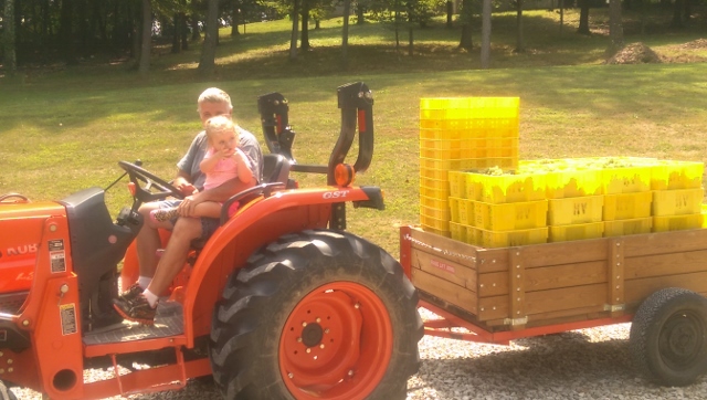 Dad and the small human posing for a picture before taking the grapes to the barn.