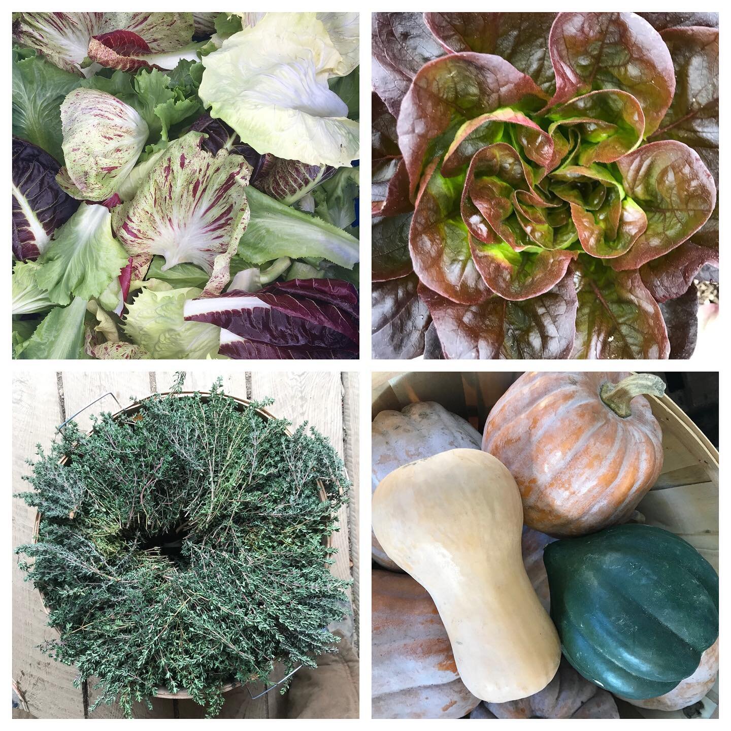 Online ordering open until Thursday noon for Saturday 11/21 curbside pick up at the farm- link in bio. @strawsfarm and @hootenannybread too l#thanksgiving #morningdewfarmmaine #mofgacertifiedorganic #localfood #newcastlemaine