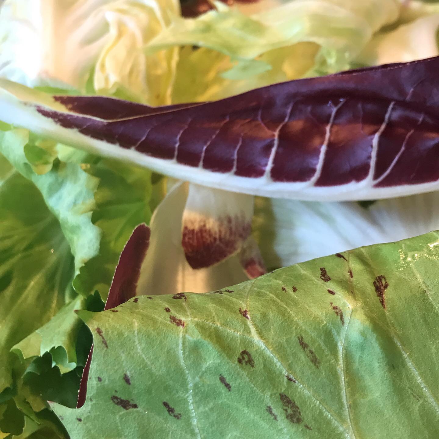 Chicory mix for Saturday&rsquo;s Fall CSA pick up.  I take photos every time we blend this because I think it&rsquo;s the prettiest thing we grow but I never get around to posting them. New online order form coming next week - join the mailing list t